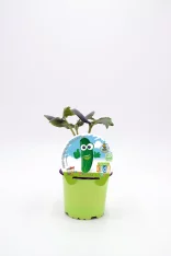 Cactu con etiqueta infantil en maceta verde, cultivo ecológico, ideal para niños, huerto bio, semillas de cactus, planta para niños, cultivo fácil, decoración natural, huerto sostenible, planta saludable para niños.