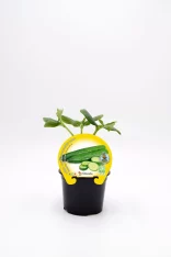 Zanahorias baby en maceta, cultivo ecológico de hortalizas frescas y saludables de Huerto.Bio. Ideal para huertos urbanos y jardines sostenibles que promueven la agricultura ecológica y orgánica.