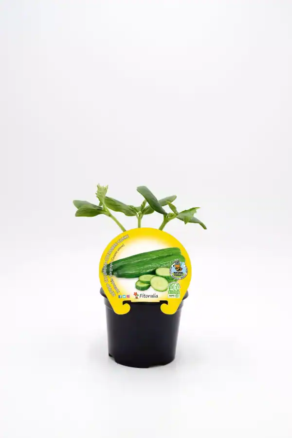 Zanahorias baby en maceta, cultivo ecológico de hortalizas frescas y saludables de Huerto.Bio. Ideal para huertos urbanos y jardines sostenibles que promueven la agricultura ecológica y orgánica.