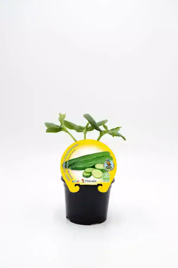 Zanahorias baby en maceta, cultivo ecológico de hortalizas frescas y saludables de Huerto.Bio. Ideal para huertos urbanos y jardines sostenibles que promueven la agricultura ecológica y orgánica.