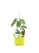 Cuidado con la planta de pepino en maceta, cultivo ecológico, en un recipiente amarillo, con etiquetas y caricatura de superhéroe, promoviendo agricultura sostenible y bio.