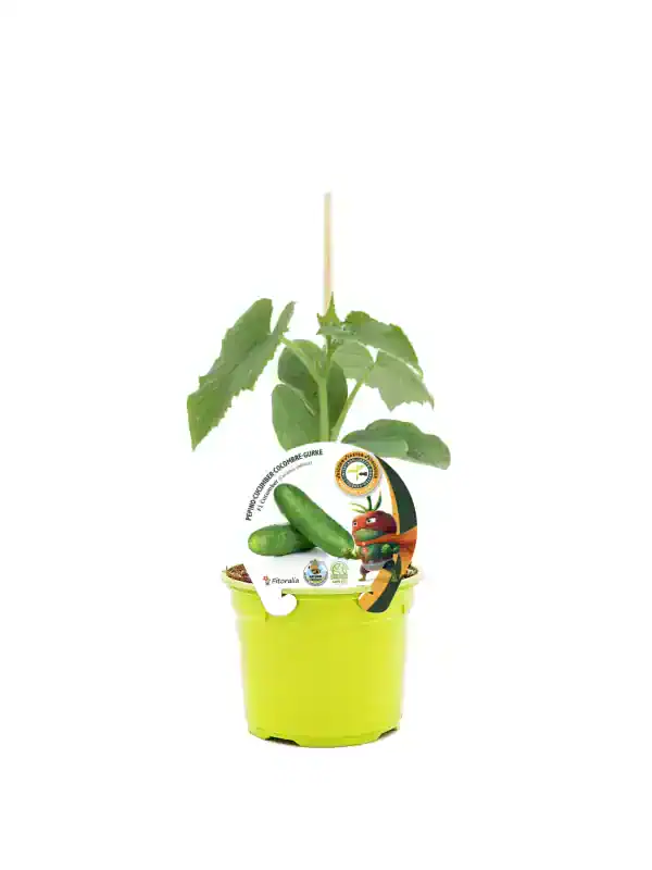 Cuidado con la planta de pepino en maceta, cultivo ecológico, en un recipiente amarillo, con etiquetas y caricatura de superhéroe, promoviendo agricultura sostenible y bio.