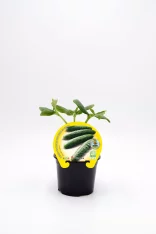 Cuidado de plantas de pepino ecológico en maceta, cultivo orgánico, agricultura sostenible, huerto urbano, plantas saludables y productos naturales en Huerto.Bio.