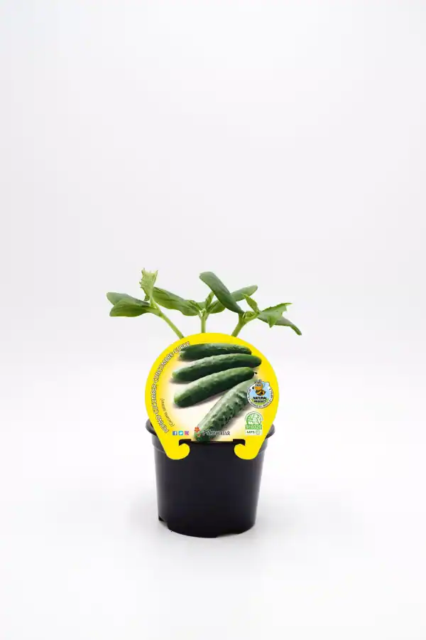 Cuidado de plantas de pepino ecológico en maceta, cultivo orgánico, agricultura sostenible, huerto urbano, plantas saludables y productos naturales en Huerto.Bio.