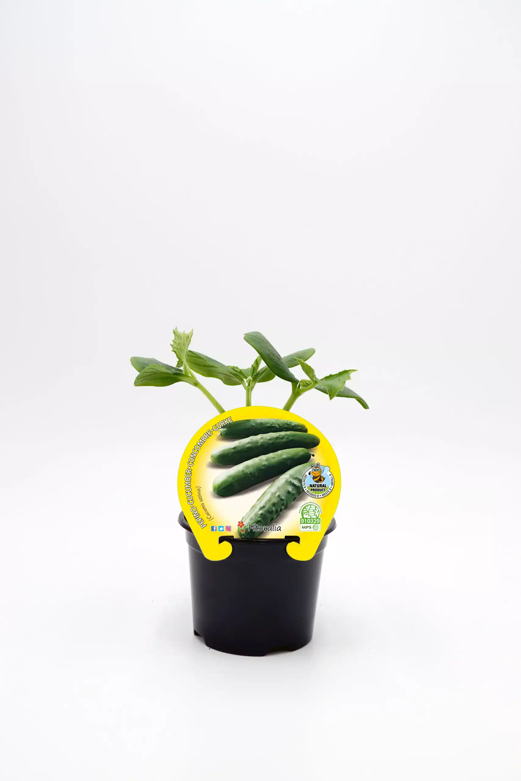 Cuidado de plantas de pepino ecológico en maceta, cultivo orgánico, agricultura sostenible, huerto urbano, plantas saludables y productos naturales en Huerto.Bio.