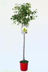 Guía de peras en maceta, árbol frutal de crecimiento controlado, ideal para huerto urbano y jardín, cultivo ecológico de peras, variedad reconocida, plantación en maceta para espacios pequeños.