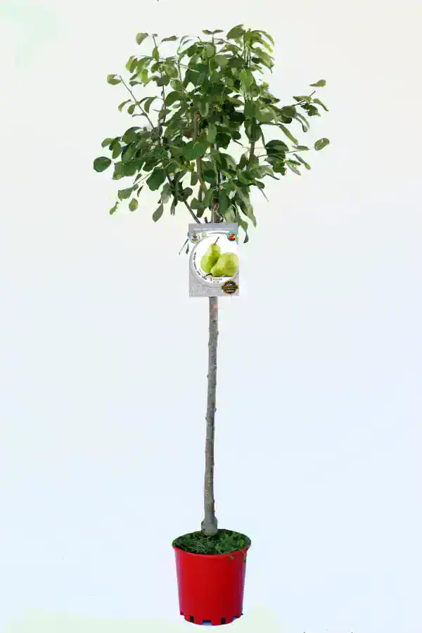 Guía de peras en maceta, árbol frutal de crecimiento controlado, ideal para huerto urbano y jardín, cultivo ecológico de peras, variedad reconocida, plantación en maceta para espacios pequeños.
