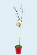Árbol frutal en maceta con etiqueta de peras, plantado en un recipiente rojo, sin follaje, ideal para agricultura ecológica y jardinería orgánica.
