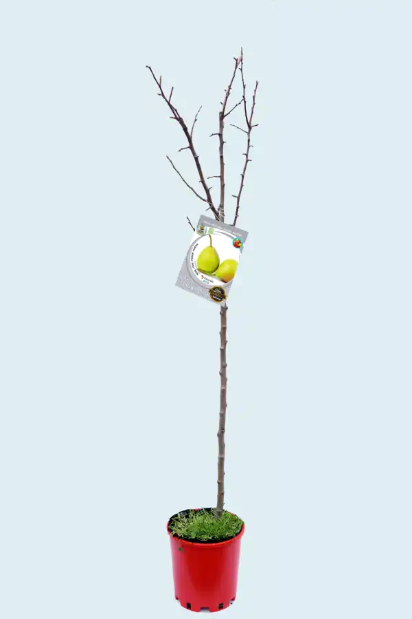 Árbol frutal en maceta con etiqueta de peras, plantado en un recipiente rojo, sin follaje, ideal para agricultura ecológica y jardinería orgánica.