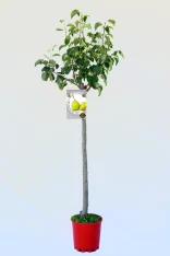 Árbol de peral en maceta con follaje verde y etiqueta de variedades frutales, ideal para huerto urbano y cultivo ecológico.