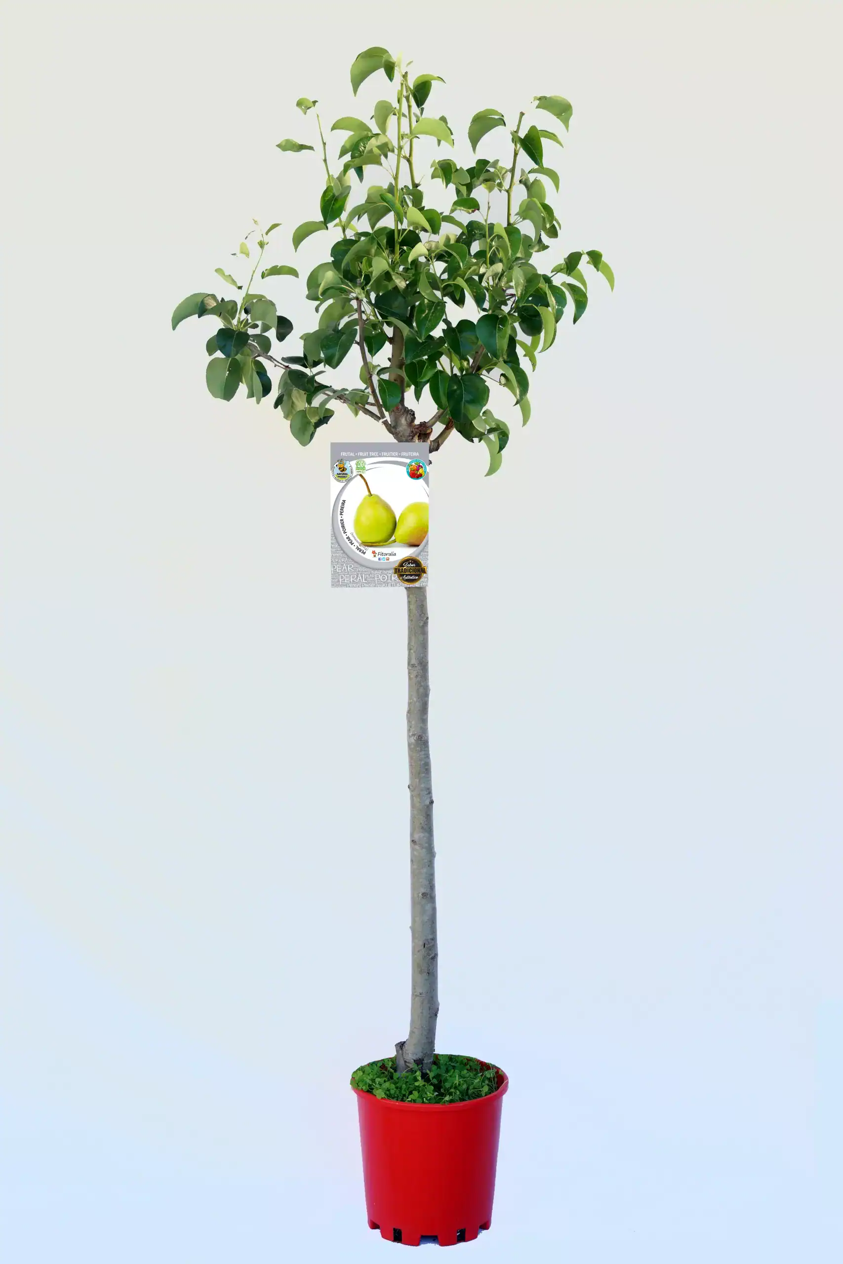 Árbol de peral en maceta con follaje verde y etiqueta de variedades frutales, ideal para huerto urbano y cultivo ecológico.