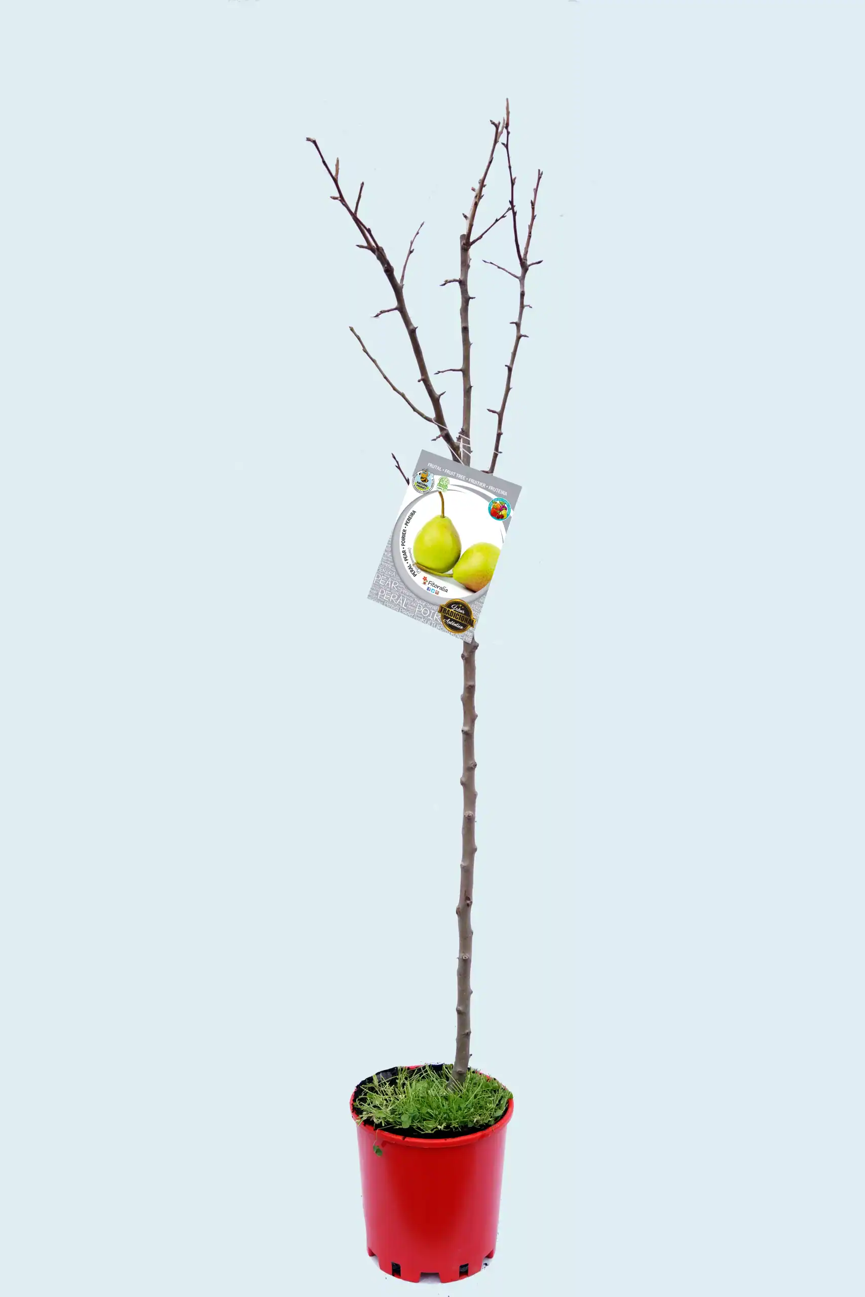 Árbol frutal en maceta con etiqueta de peras, plantado en un recipiente rojo, sin follaje, ideal para agricultura ecológica y jardinería orgánica.