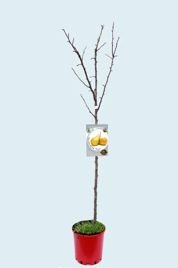 Un árbol frutal en maceta con ramas sin hojas y etiqueta de peras en un fondo claro.