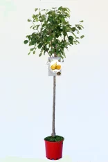 Arbol frutal de peras en maceta, cultivo ecológico, huerto urbano, agricultura sostenible, especia de pera, crecimiento saludable, huerto.bio.