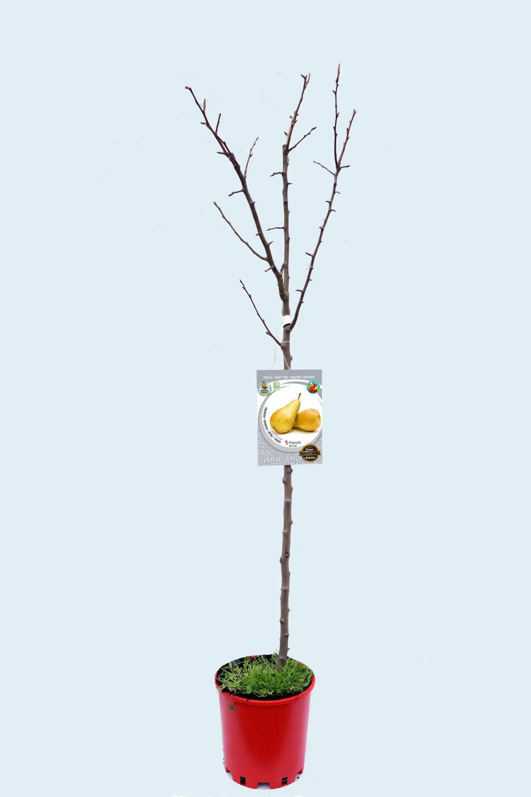 Un árbol frutal en maceta con ramas sin hojas y etiqueta de peras en un fondo claro.