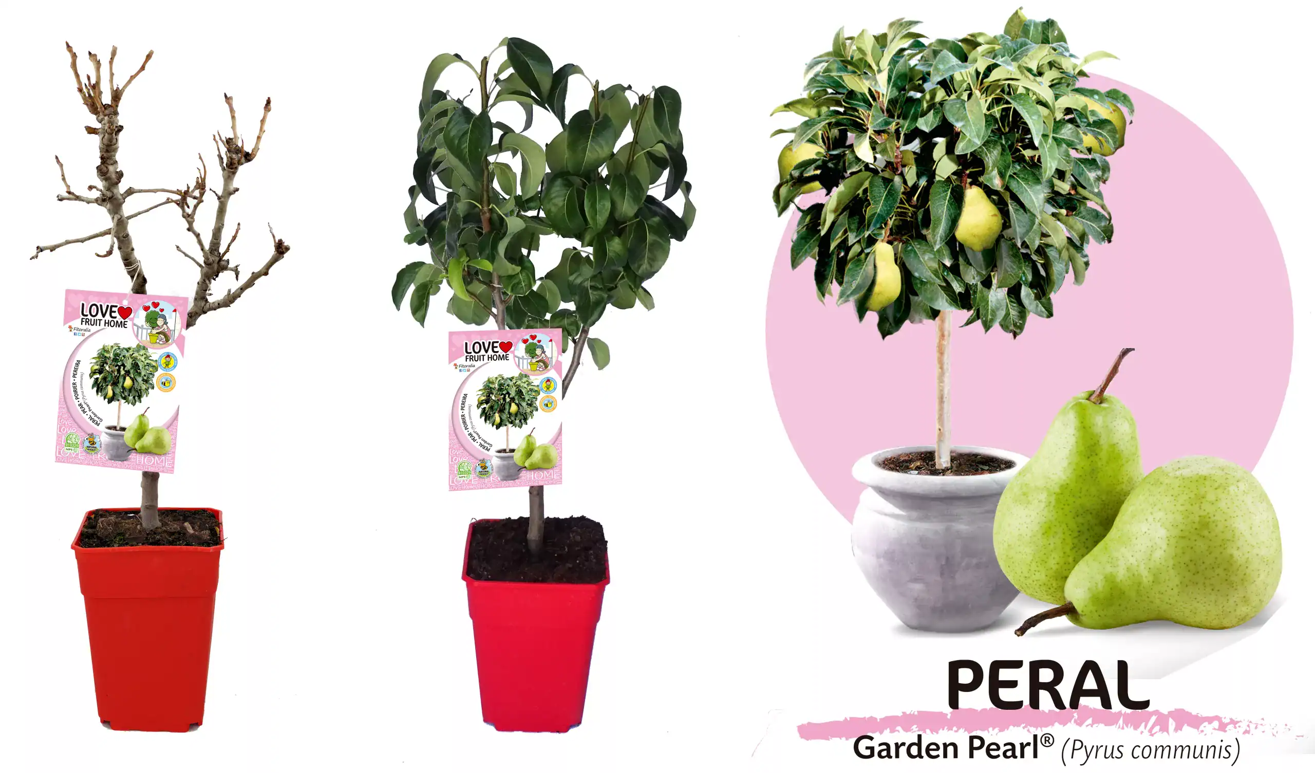 Árbol frutal en maceta, cultivo de árbol de peral en interior, plantación de peral en maceta para huerto urbano, variedad Garden Pearl (Pyrus communis) en floración saludable y ecológica.