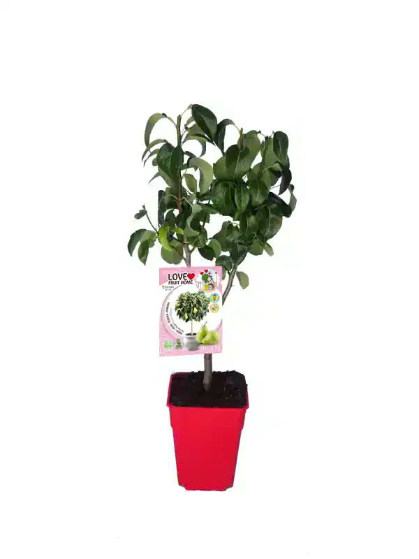 Árbol frutal en maceta con hojas verdes, ideal para cultivo de fruta en casa, en huerto.bios. Perfecto para agricultura ecológica y jardinería sostenible.