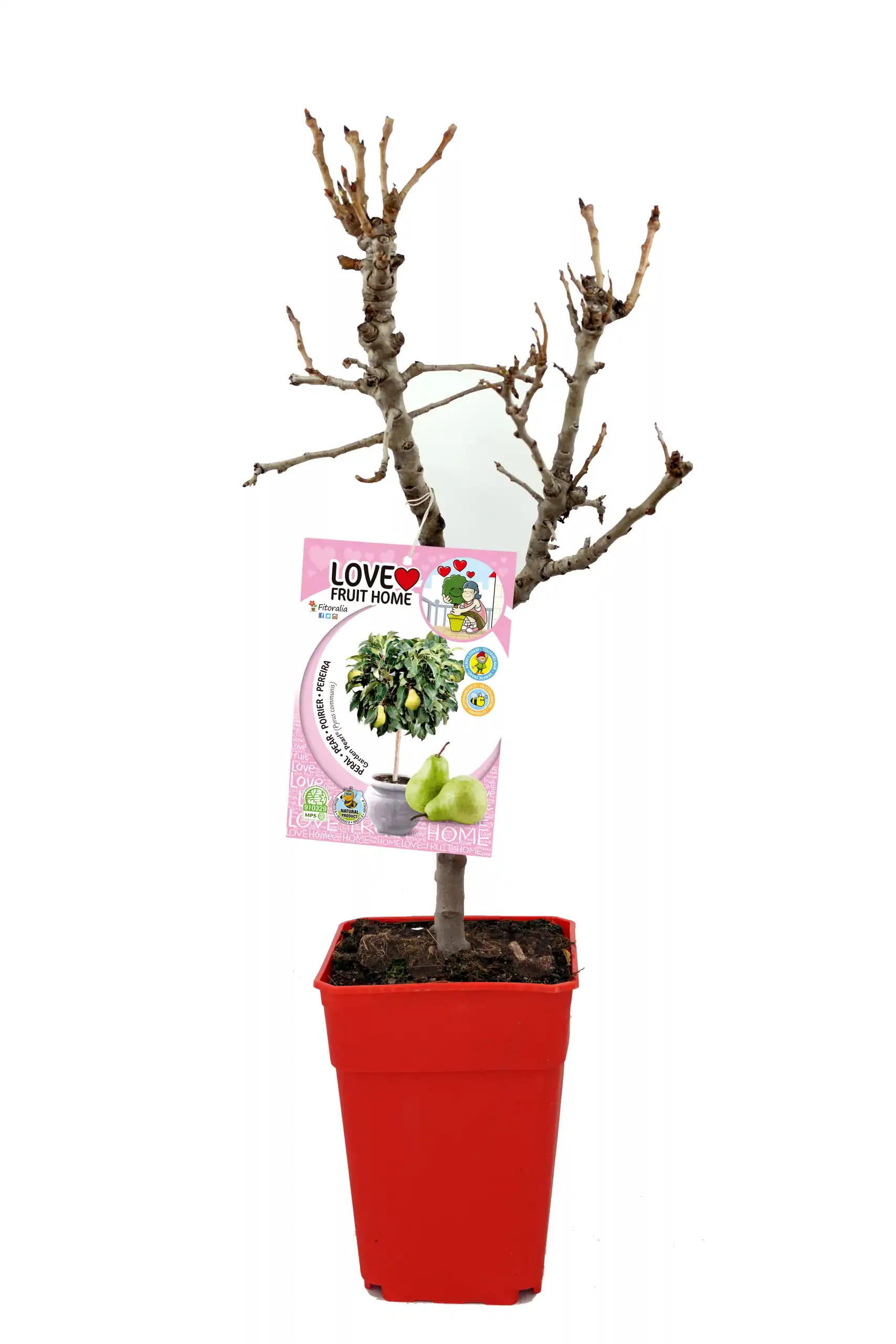 Árbol frutal en maceta sin hojas, preparado para cultivo en huerto urbano, con etiqueta de marca Love Fruit Home para cultivo de peras y otros frutos ecológicos.