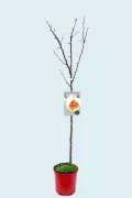 Árbol frutal en maceta con etiqueta de pera de cultivo ecológico, ramas desnudas y futuro fruto, planta ideal para huertos urbanos y jardinería ecológica en casa.