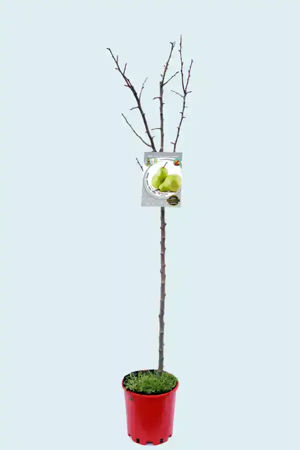 Árbol frutal de pera en maceta sin hojas, con etiqueta de semillas de pera, en fondo claro, promoviendo agricultura ecológica y jardinería sustentable en huerto.bio.