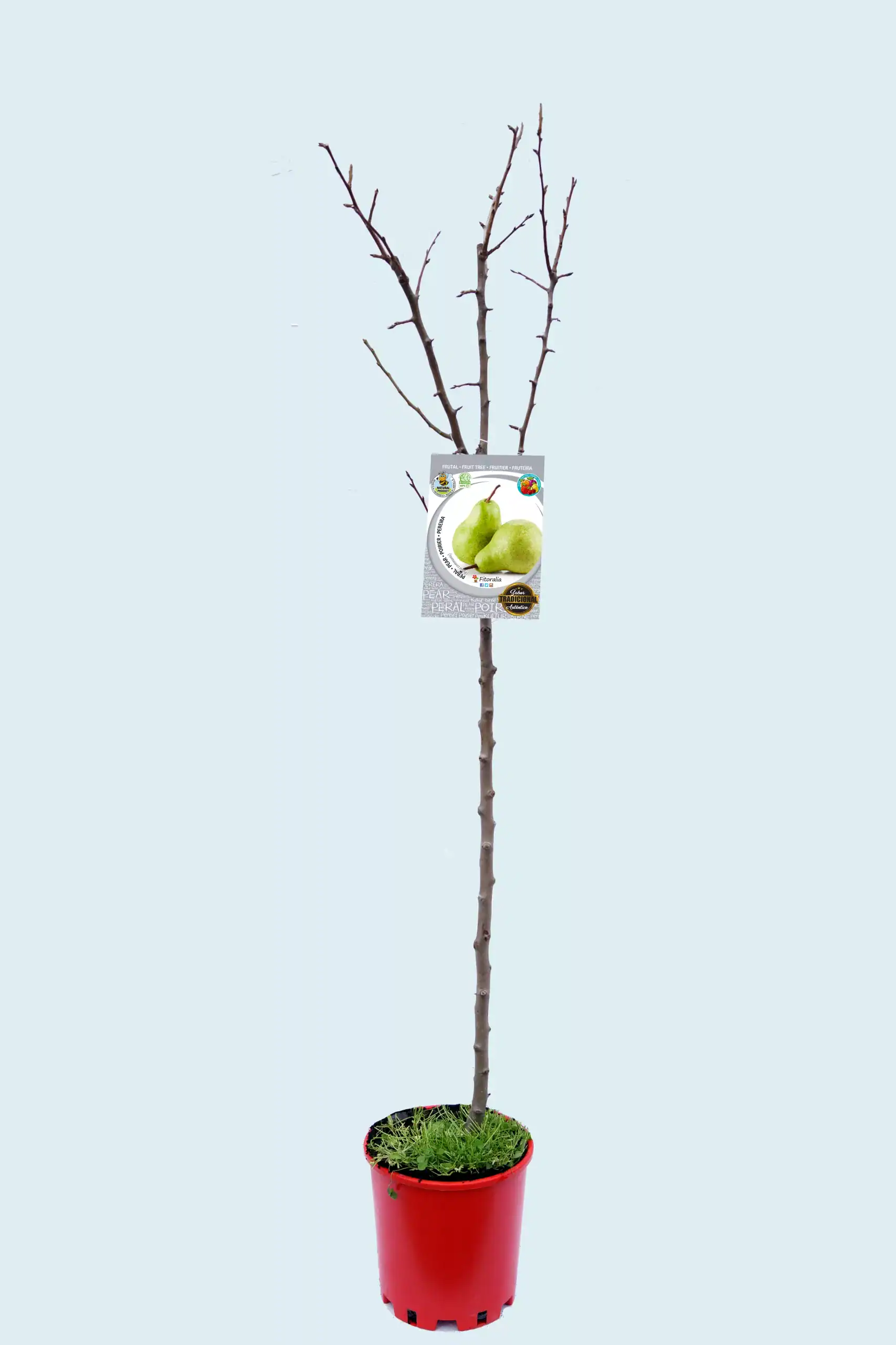 Árbol frutal de pera en maceta sin hojas, con etiqueta de semillas de pera, en fondo claro, promoviendo agricultura ecológica y jardinería sustentable en huerto.bio.