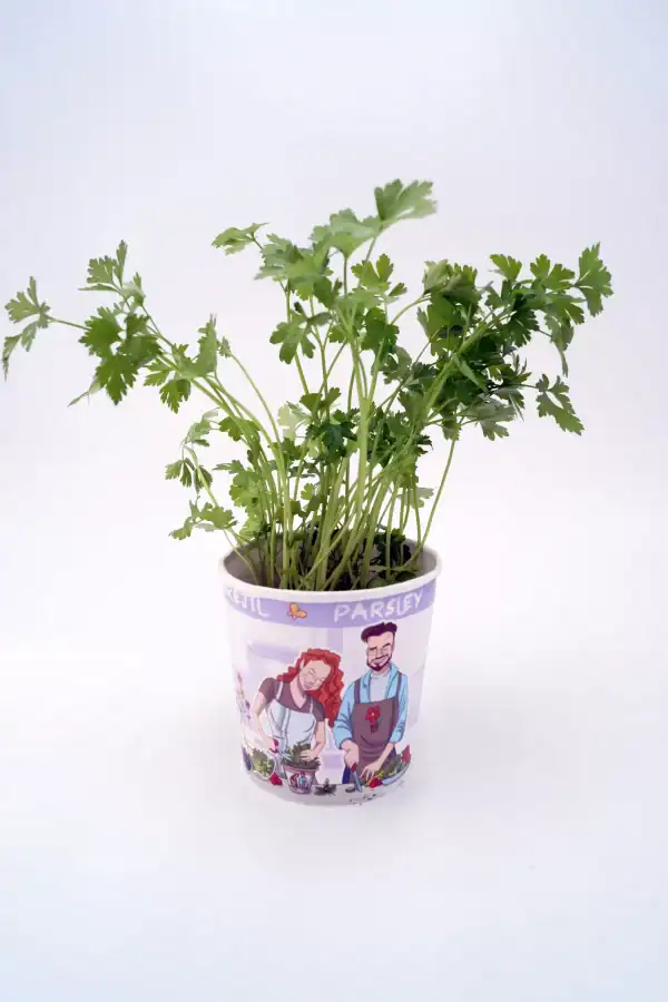 Cilantro fresco en maceta decorativa con ilustración de chefs, ideal para cultivo en hogar y cocina saludable en huerto.bio.