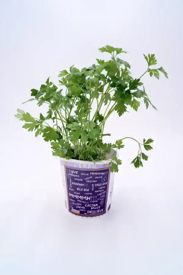 Cilantro fresco en maceta decorativa para huerto urbano y cocina saludable. Cultivo ecológico y orgánico de perejil para disfrutar en ensaladas, salsas y platos caseros.