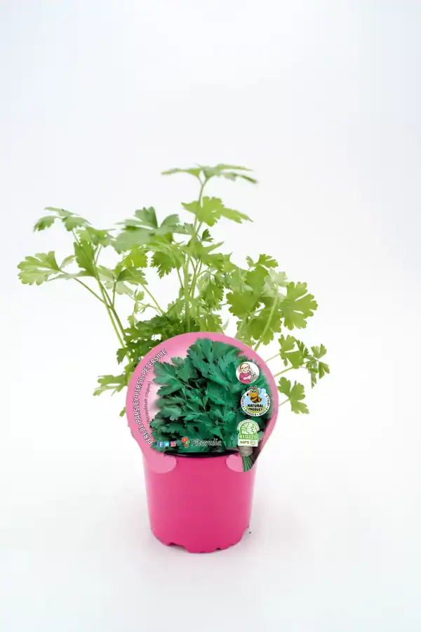 Hierba fresca de perejil en maceta rosa, cultivo orgánico, planta aromática natural, ideal para cocina saludable, huerto ecológico, plantas medicinales y condimentar comidas.