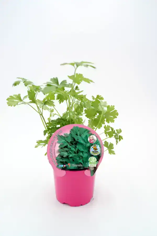 Hierba fresca de perejil en maceta rosa, cultivo orgánico, planta aromática natural, ideal para cocina saludable, huerto ecológico, plantas medicinales y condimentar comidas.