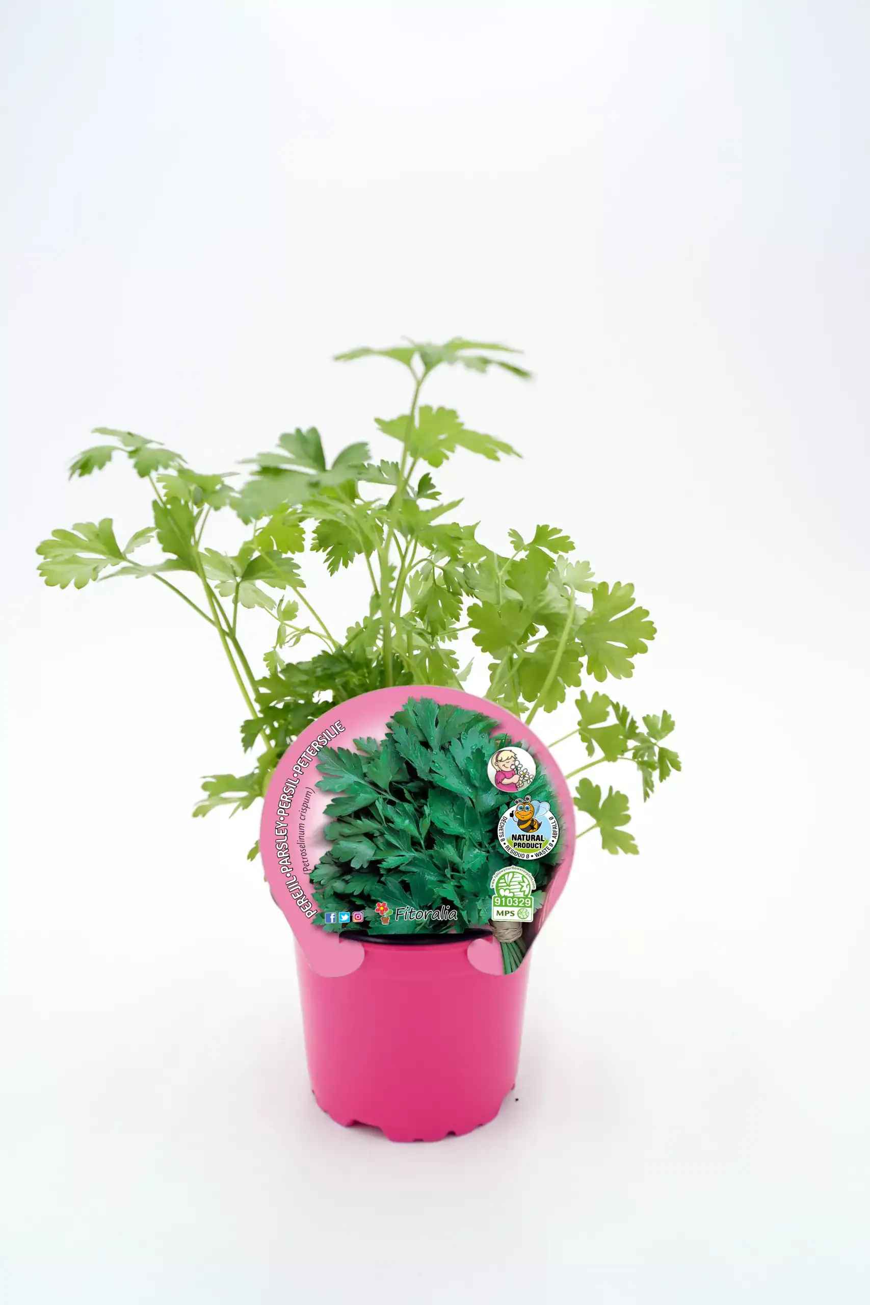 Hierba fresca de perejil en maceta rosa, cultivo orgánico, planta aromática natural, ideal para cocina saludable, huerto ecológico, plantas medicinales y condimentar comidas.