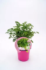 Hierba aromática de perejil en maceta rosa, ideal para cultivo ecológico y cocina saludable, con certificación orgánica y promoción de agricultura sostenible en huerto.bio.
