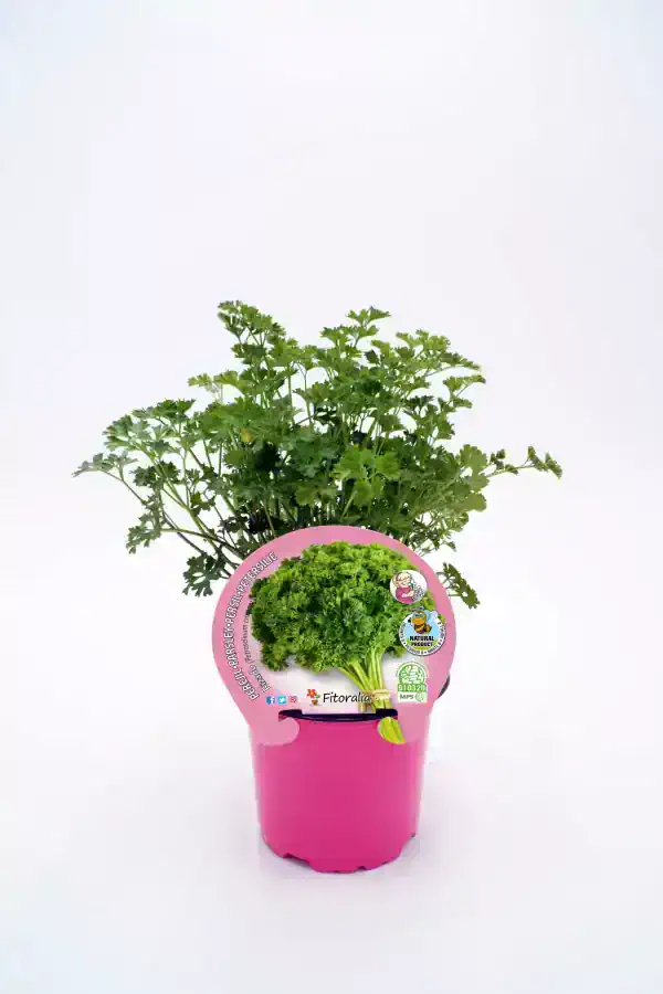 Hierba aromática de perejil en maceta rosa, ideal para cultivo ecológico y cocina saludable, con certificación orgánica y promoción de agricultura sostenible en huerto.bio.