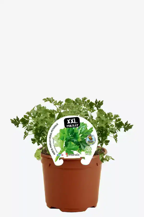 Hierba de perejil en maceta ecológica, cultivo orgánico natural para cocina saludable, ideal para jardineros caseros y amantes de plantas aromáticas, cultivada por Huerto.Bio.