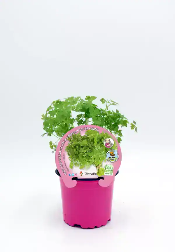 Hierba buena en jardineras de colores con etiquetas ecológicas y certificaciones de agricultura orgánica en huerto.bio.