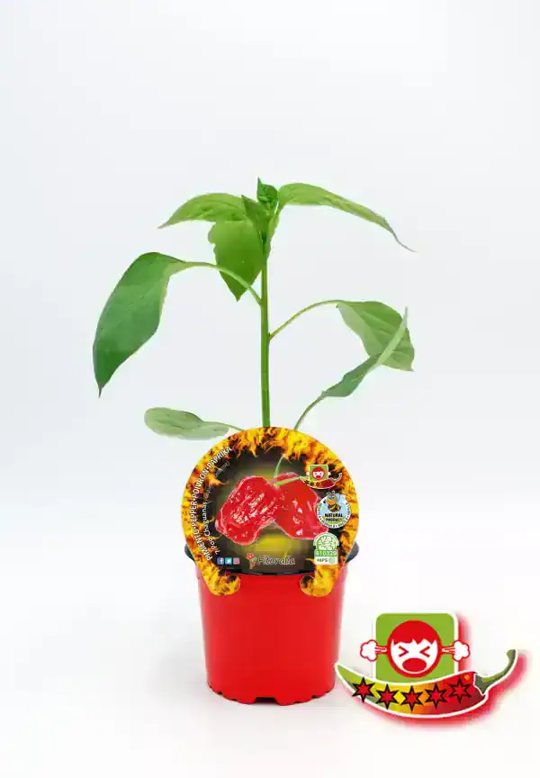 Juguito de pimiento picante en maceta ecológica, cultivo orgánico, planta joven saludable, ideal para huerto casero y agricultura ecológica, excelente calidad, cultivo natural y sostenible.