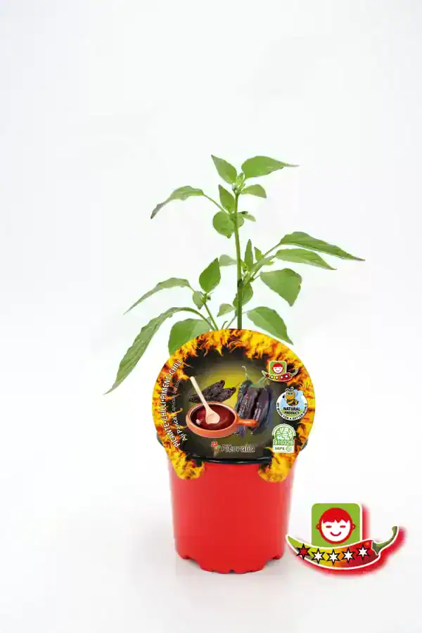 Plantón de pimiento en maceta para huertos ecológicos y cultivo casero, ideal para jardinería sostenible, con etiqueta de semillas biológicas y certificadas.