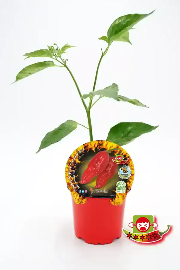 Pimiento picante en maceta, cultivo ecológico y orgánico, huerto urbano, semillas certificadas, cultivo sostenible de temperaturas cálidas, ideal para gastronomía, agricultura ecológica y huertos caseros.