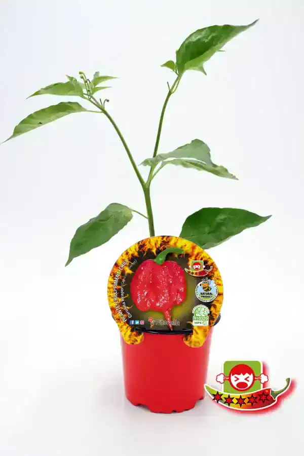 Calabri­ne Piquante Habanero Huerto.Bio, planta de pimiento picante en maceta con etiqueta y logo de certificación ecológica.