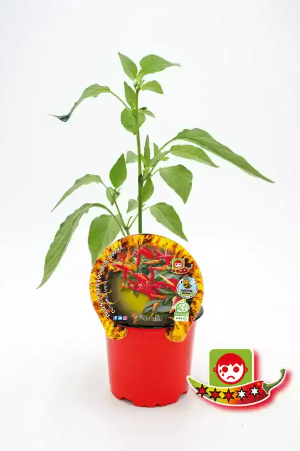 Plantilla de pimiento picante en maceta, cultivo ecológico y orgánico, alimento saludable y natural para cocinar con ingredientes frescos y de calidad.