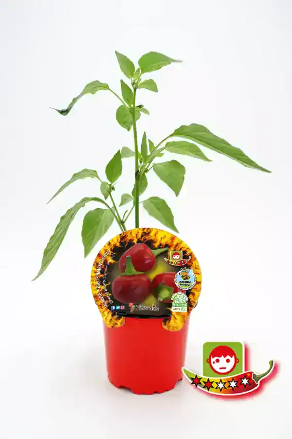 Jalapeño chile plant en maceta, cultivo de agricultura ecológica y orgánica, crecimiento saludable, valiosa hortaliza picante, huerto ecológico, semillas certificadas, picante, alimentación saludable, cocina natural, agricultura sostenible.