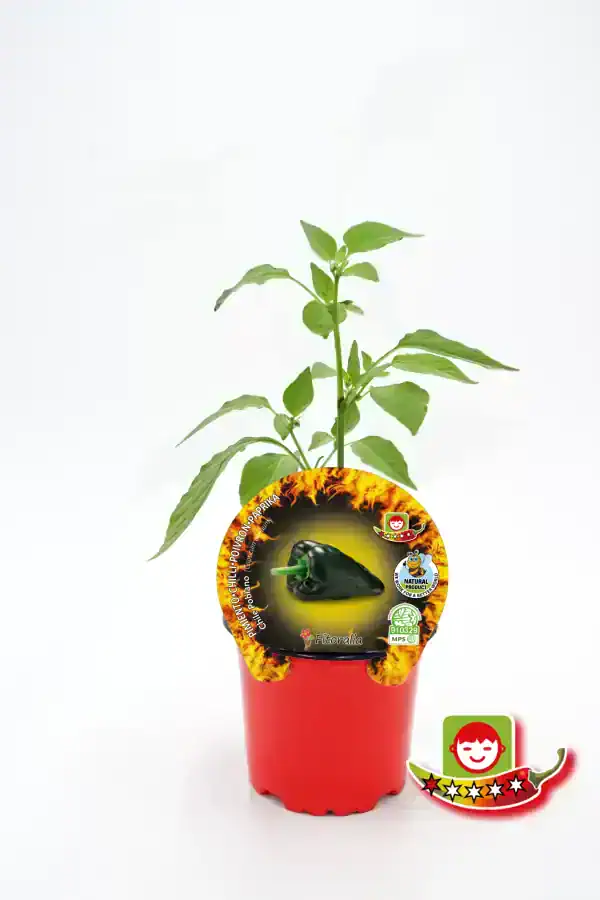 Cuidado de plantitas de pimiento morrón en maceta, con etiquetas de semillas ecológicas y de calidad para cultivo casero y huerto urbano.