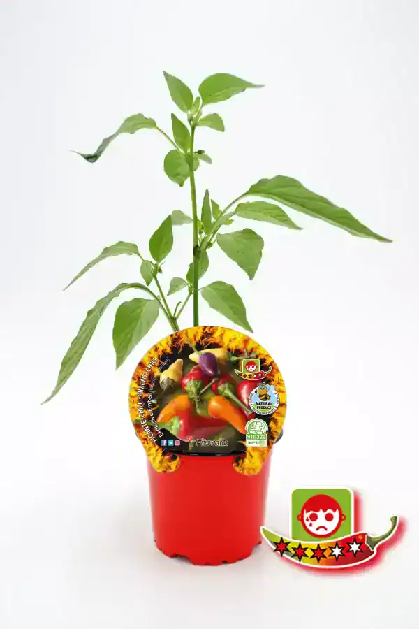 Hierba de pimiento picante en maceta ecológica con etiqueta de semillas y certificaciones de calidad.