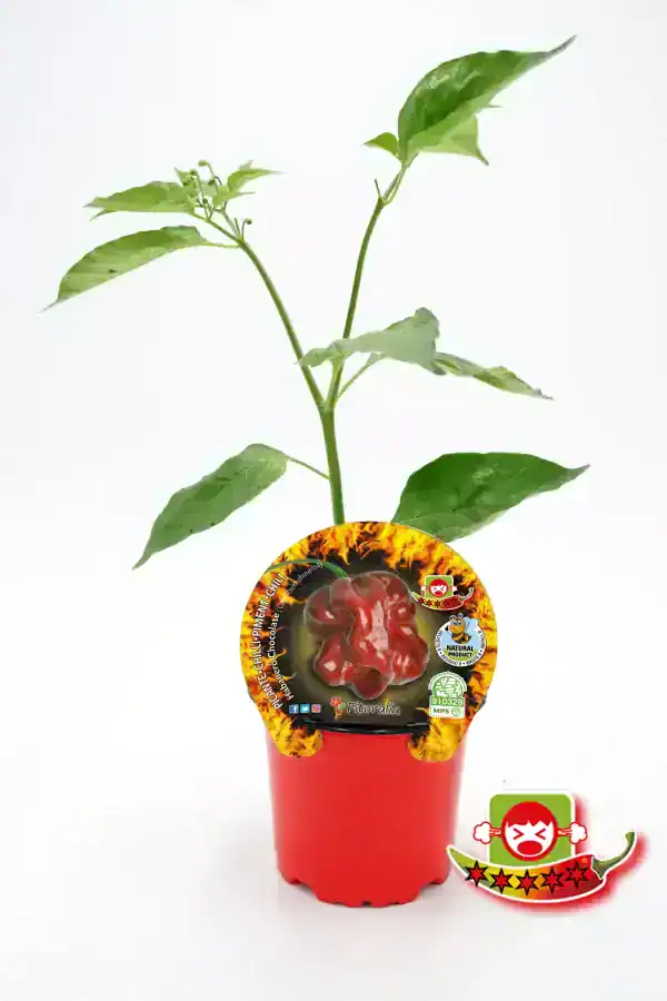 Cuidado de planta de pimiento chijil con etiqueta de semilla y advertencia de sabor intenso.