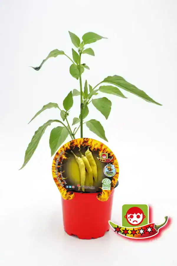Rábano Chilli en maceta, cultivo ecológico y natural para un sabor picante, ideal para jardines urbanos, con certificación ecológica y de calidad premium en Huerto.Bio.