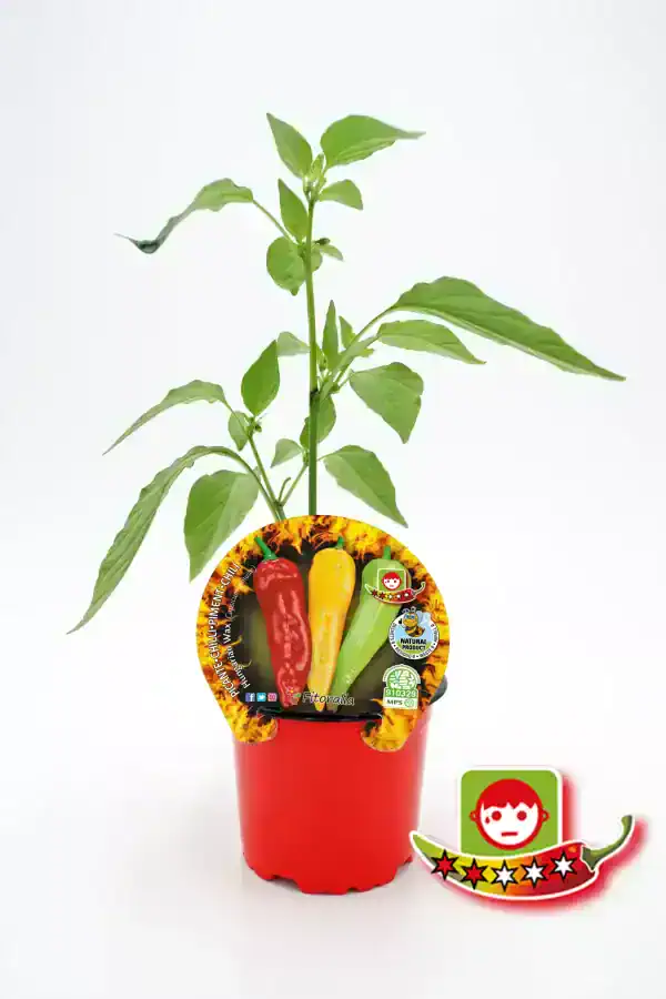 Hierba de pimiento chile en maceta con etiqueta de semillas y logotipos ecológicos.