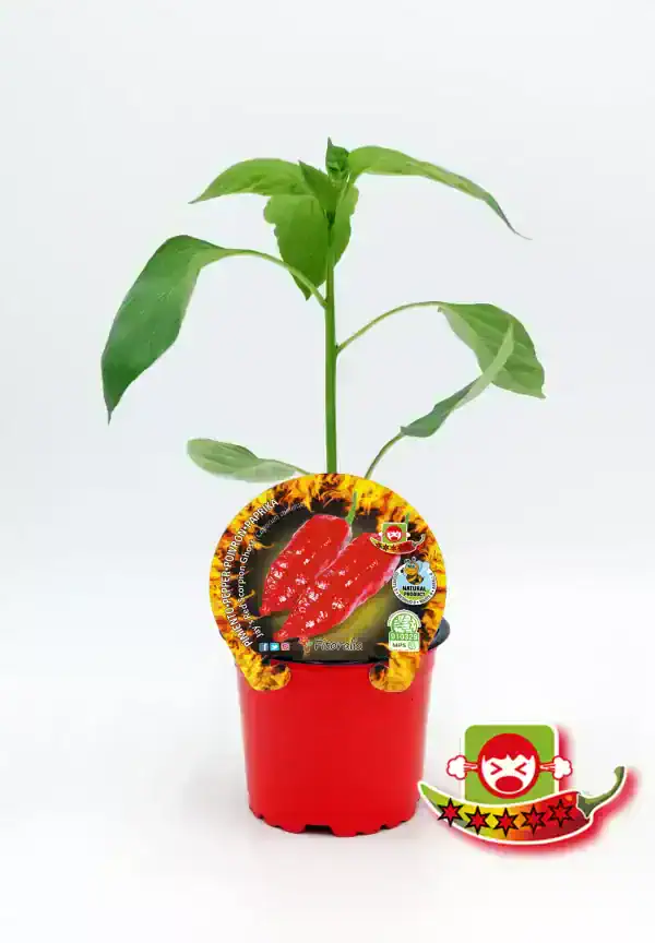 Aguacate creciendo en maceta con etiqueta de pimientos picantes y advertencias de picante extremo.