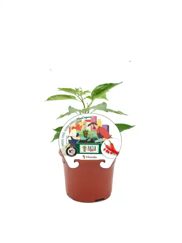Jardín de fitoralia con plantas de pimientos, guindillas y chiles ecológicos, en maceta de promoción de huerto.bio, ideal para cultivo casero y alimentación saludable.