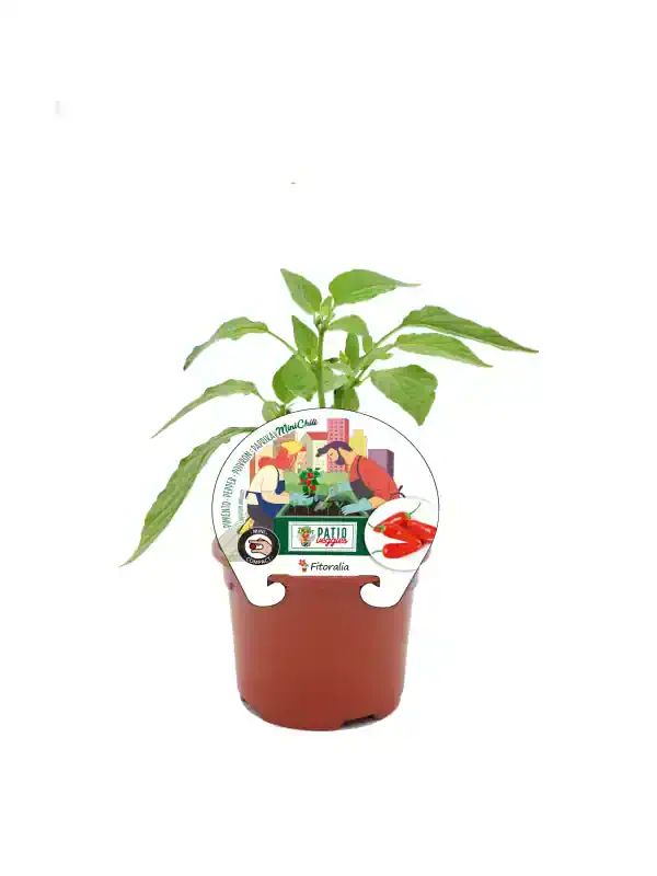 Hierba aromática en maceta, ideal para huertos urbanos y cocina saludable, con etiqueta de cultivo práctico y compacto, de la marca Patio Veggies.