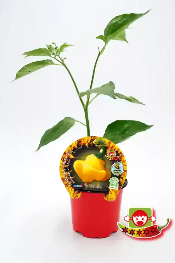 Pimiento amarillo en maceta, plantación ecológica y orgánica, cultivo natural en huerto bio, variedad picante long cayenne, semillas premium para huertos caseros, agricultura sostenible, verdura saludable.
