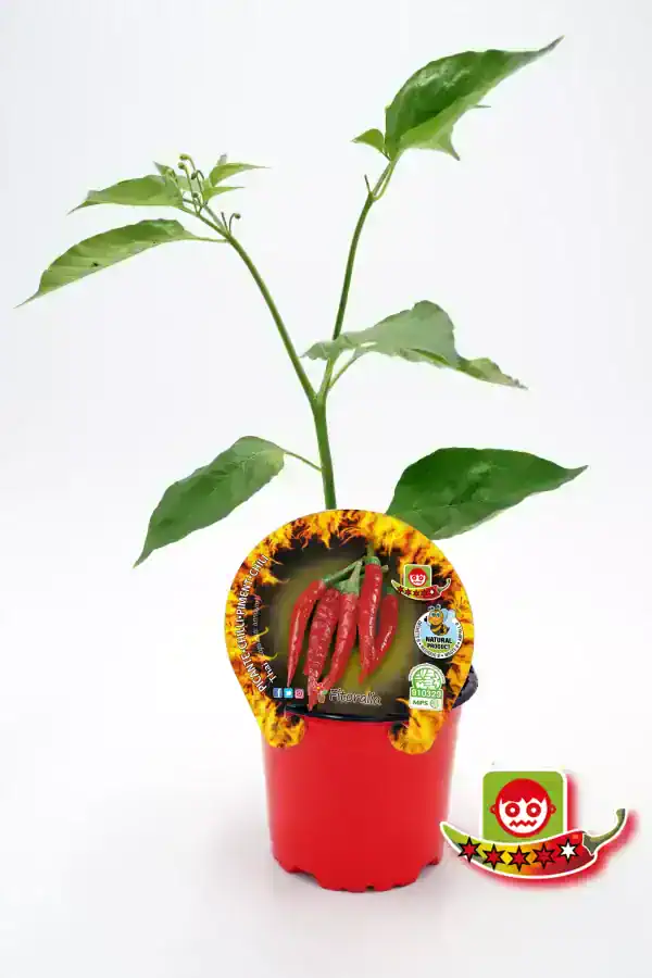 Chili ornamental en maceta, planta joven cultivada para producción de pimientos picantes, con etiqueta promocional y sello ecológico, fondo blanco.